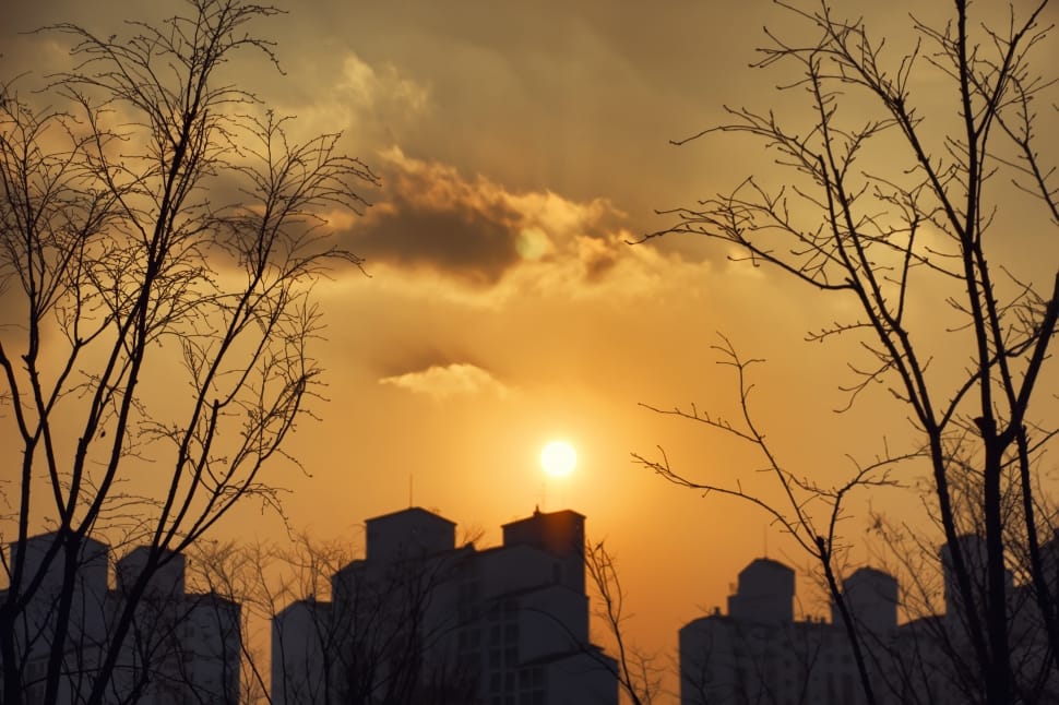 silhouette of buildings and trees during sunset preview