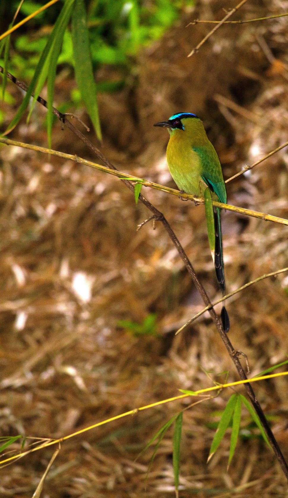green, black and blue bird on green tree branch \ preview