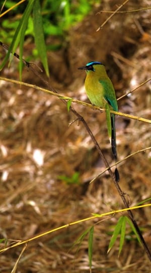 green, black and blue bird on green tree branch \ thumbnail