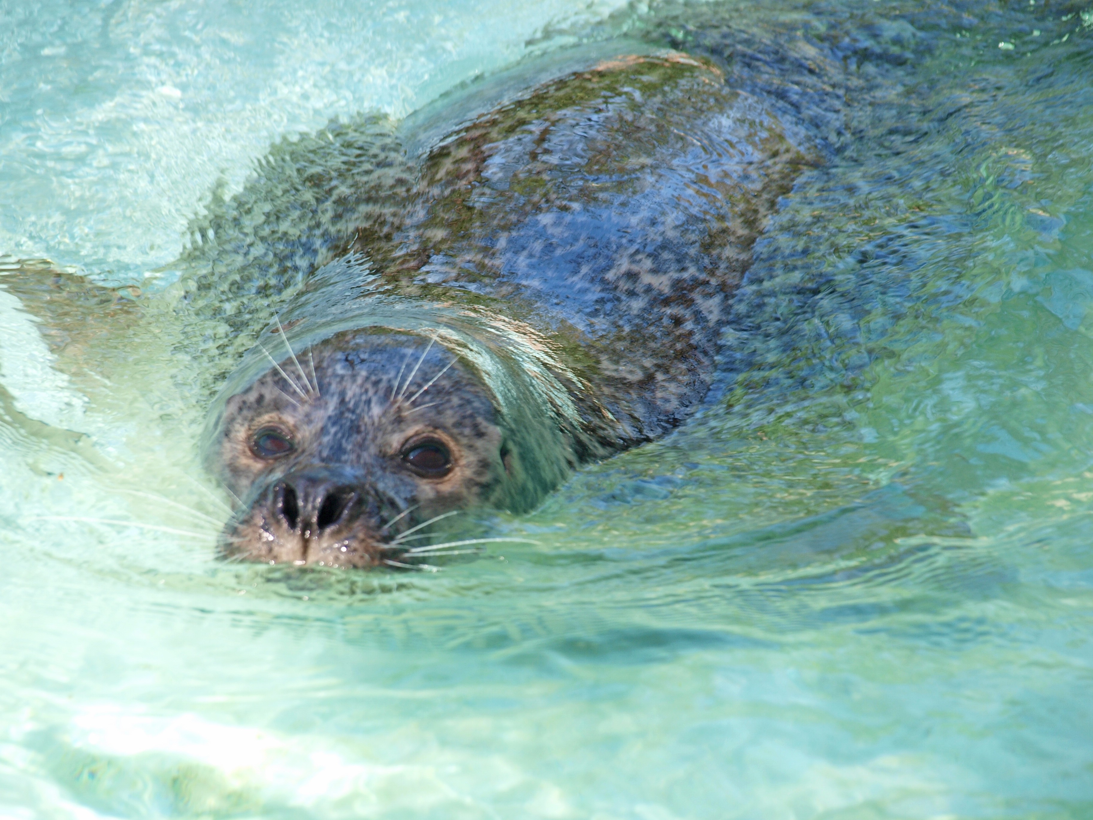 1920x1080 wallpaper | sea lion | Peakpx