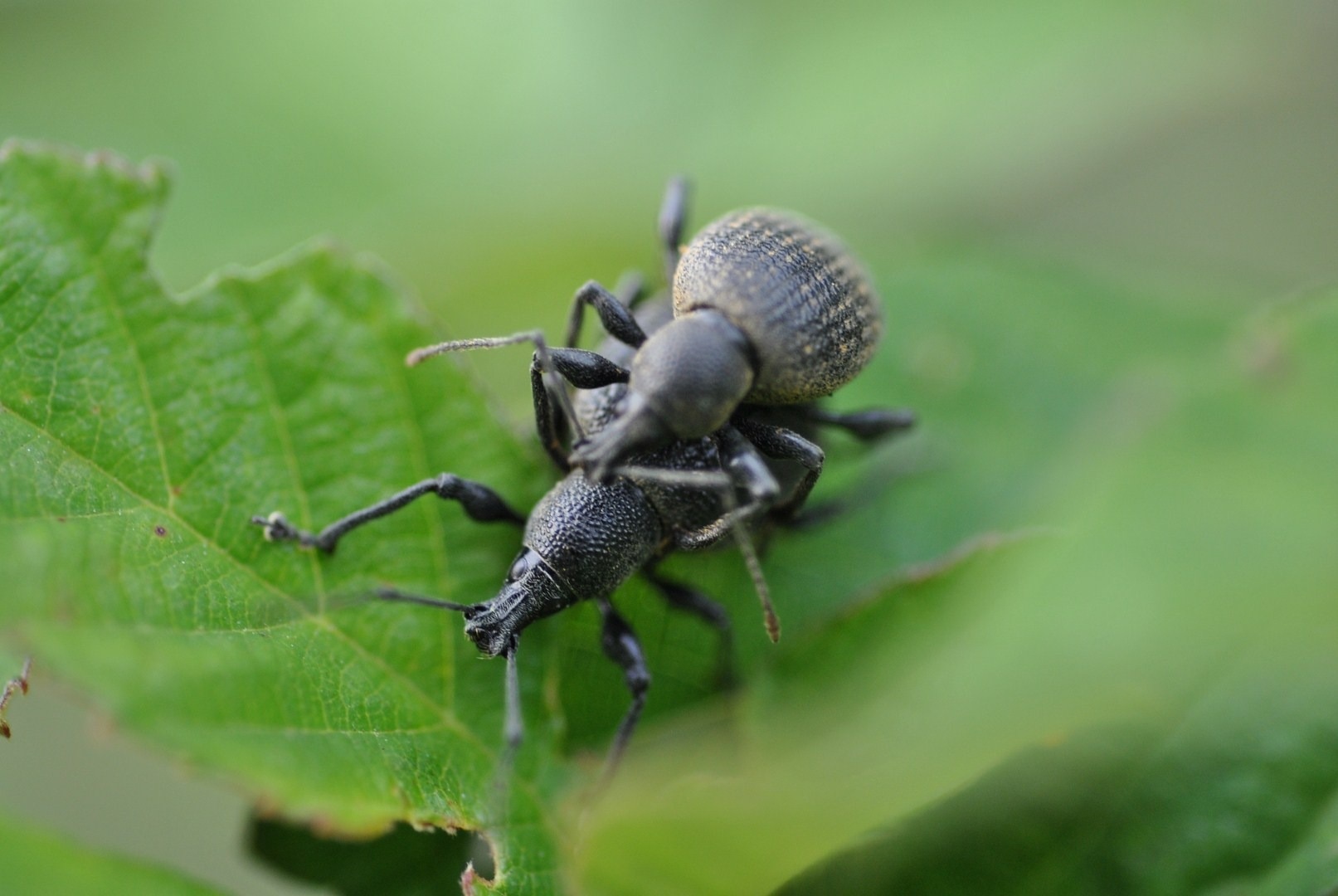 2 black mating granary weevils