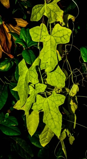green leaved plant thumbnail