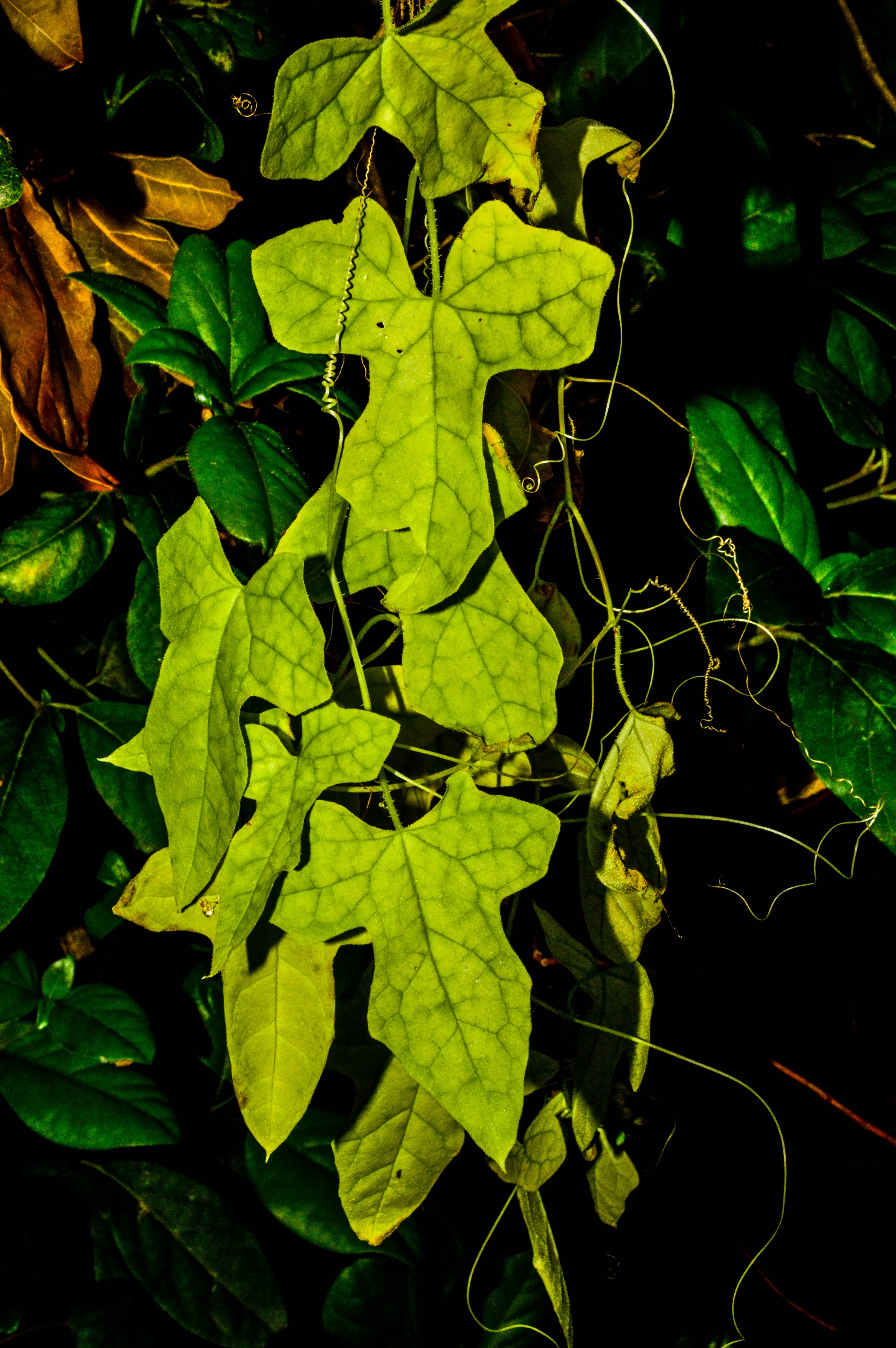 green leaved plant
