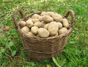 potatoes in brown wicker basket thumbnail