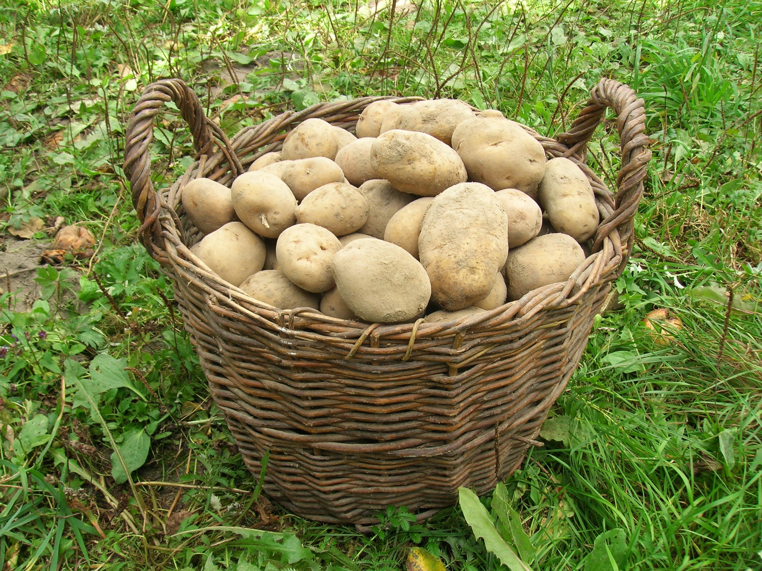 potatoes in brown wicker basket