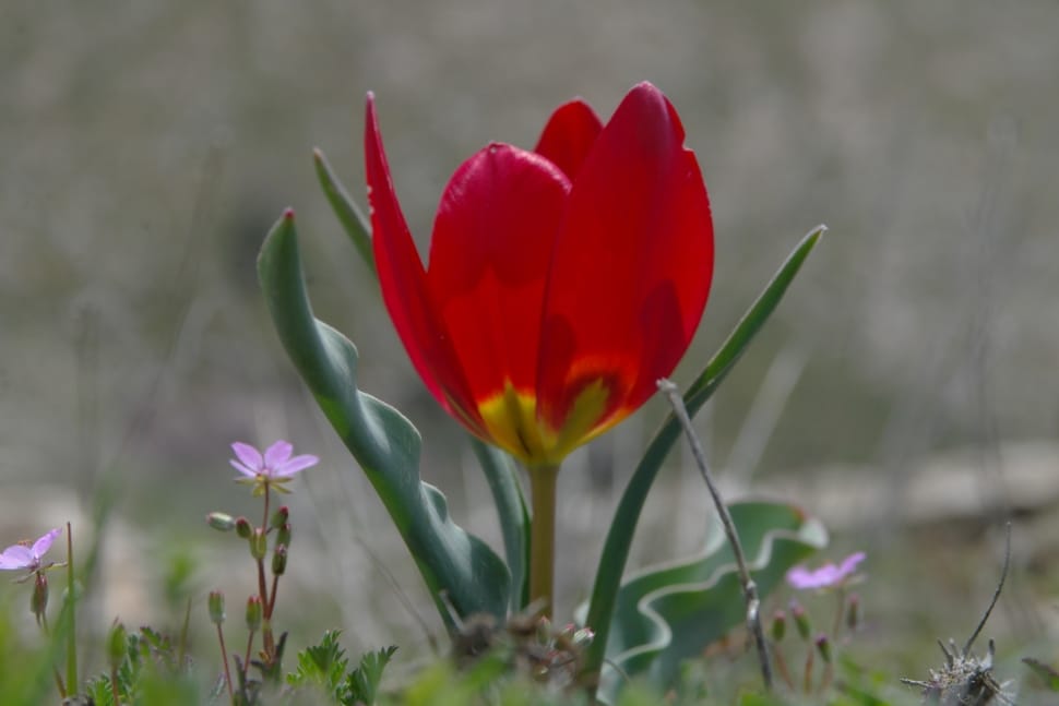 red flower and green grass preview