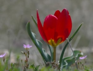 red flower and green grass thumbnail