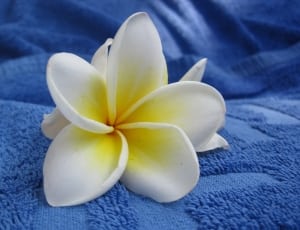 white yellow multi petal flower thumbnail