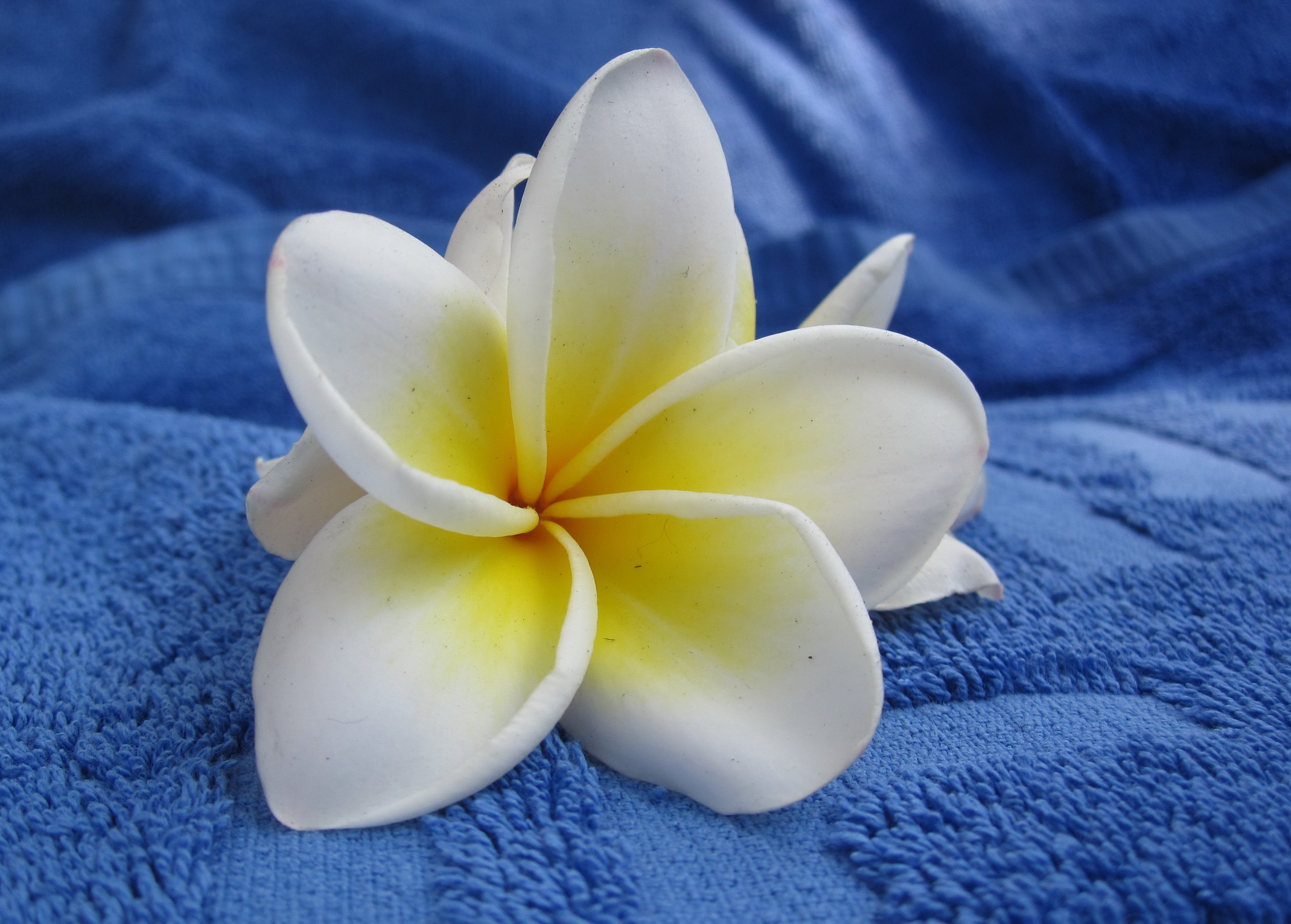 white yellow multi petal flower