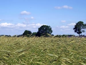 field of green wheats thumbnail
