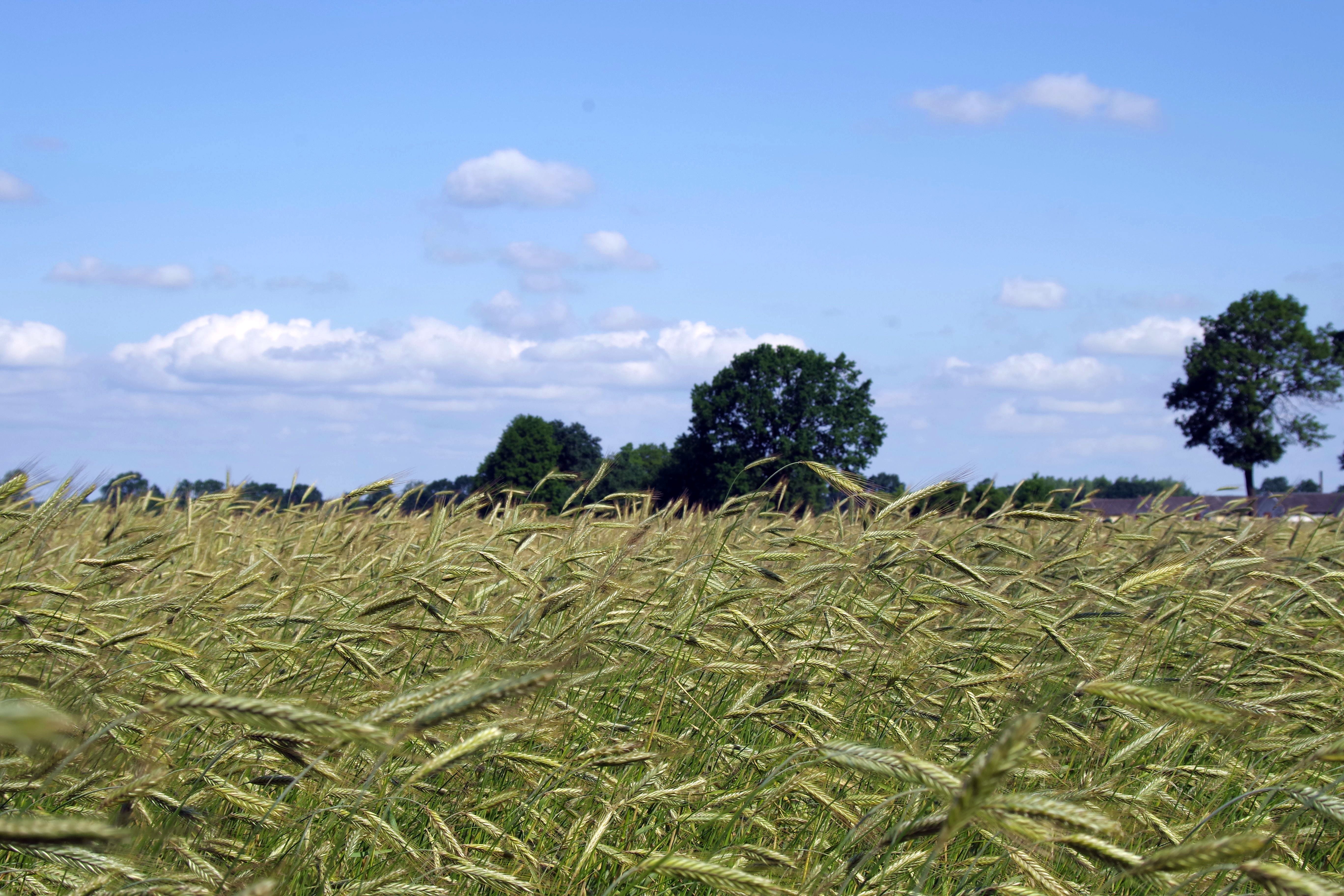 field of green wheats