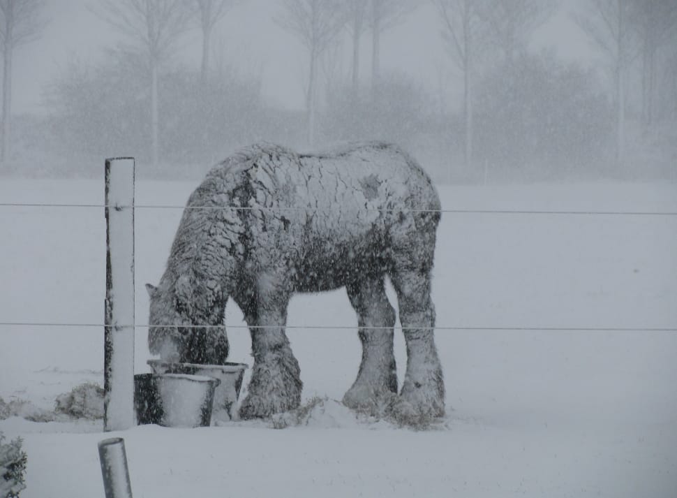 horse covered in snow preview