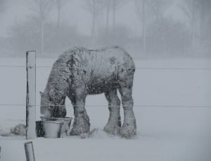 horse covered in snow thumbnail