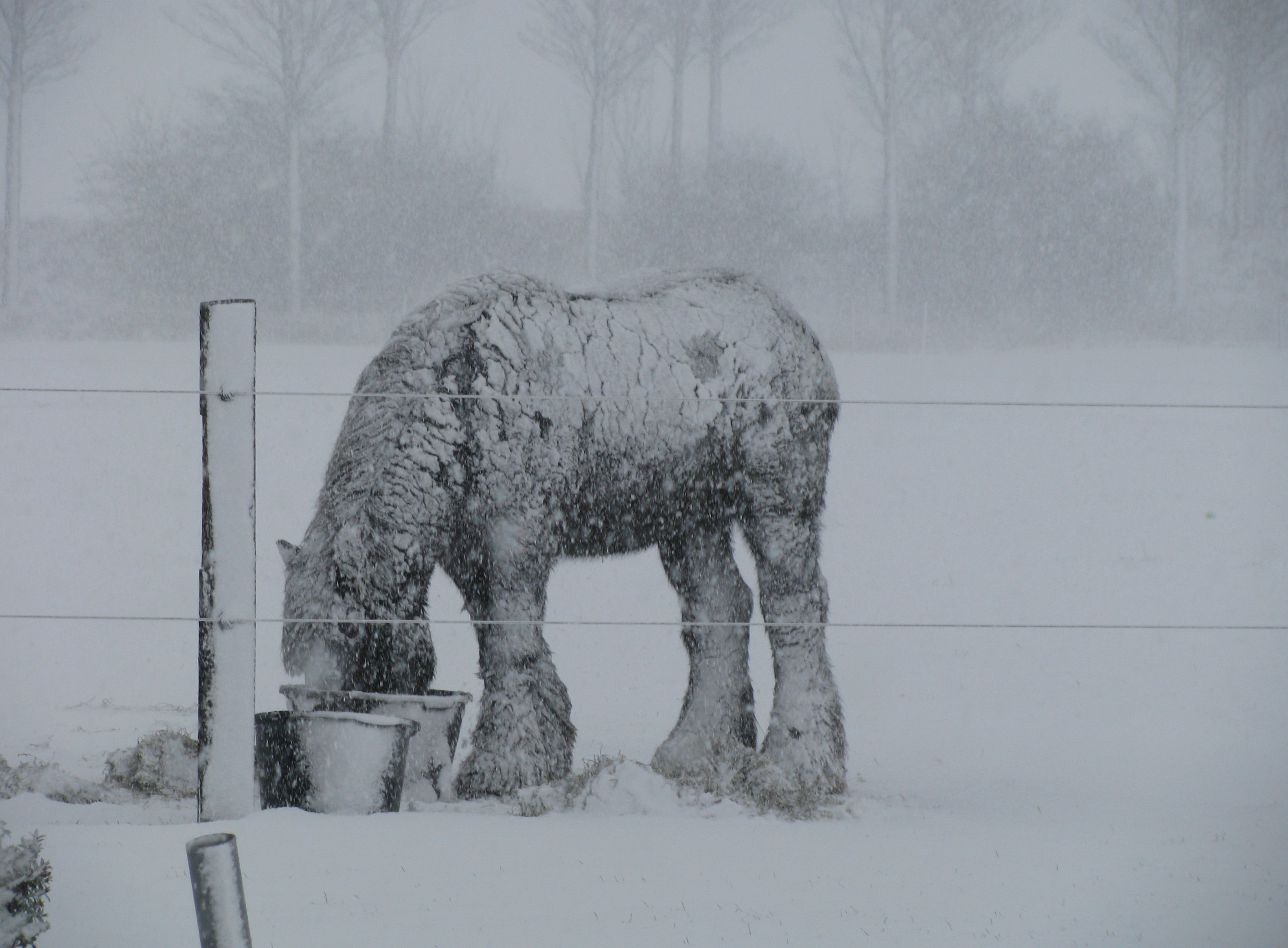 horse covered in snow