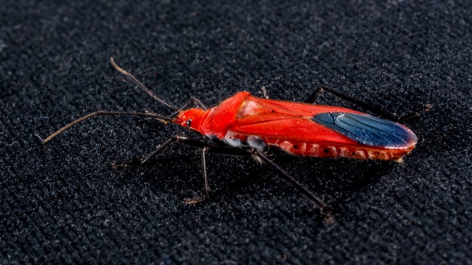 red seed bug preview