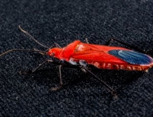 red seed bug thumbnail