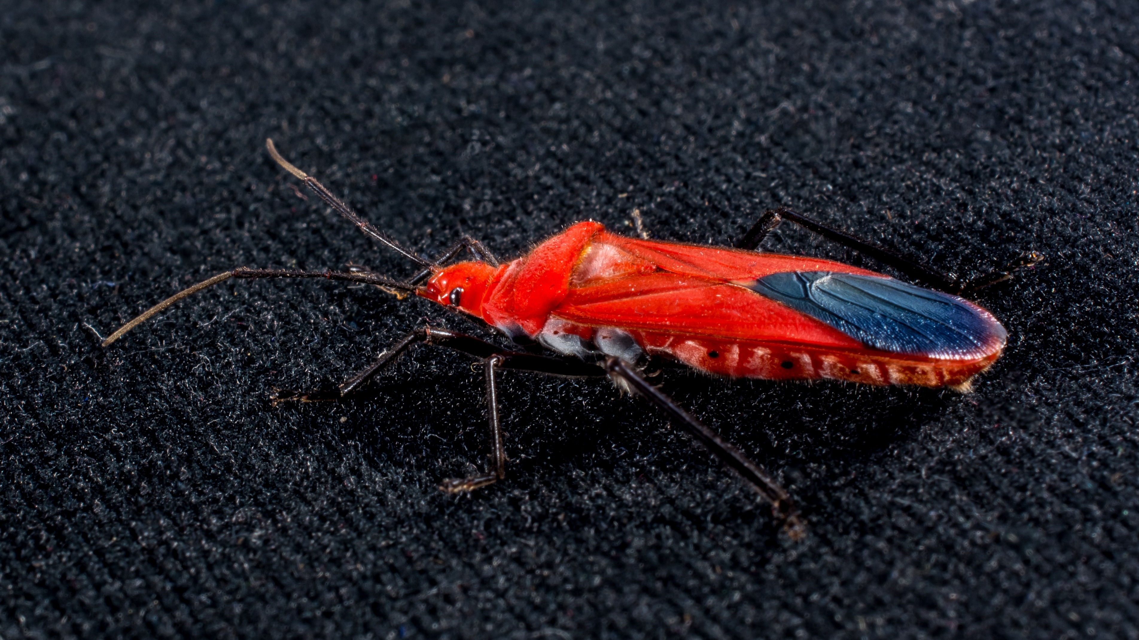 red seed bug
