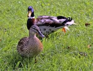 male and female mallard ducks thumbnail