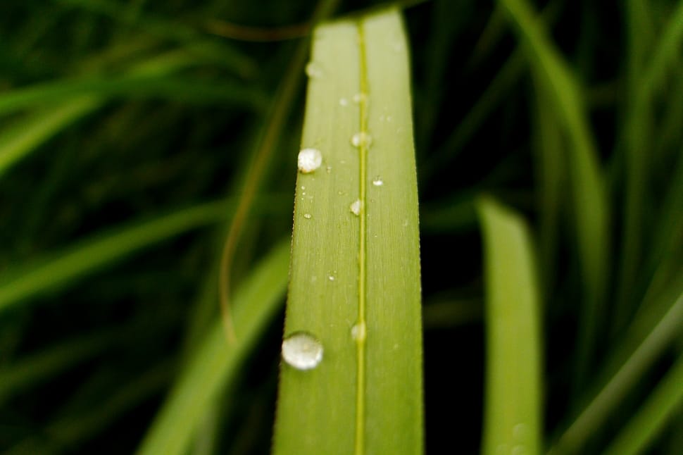 macro shot of water droplets at green leaf preview