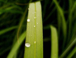 macro shot of water droplets at green leaf thumbnail