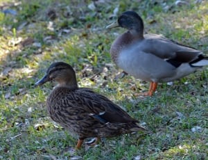 pair of mallard duck thumbnail