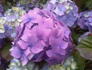 purple diy flower thumbnail