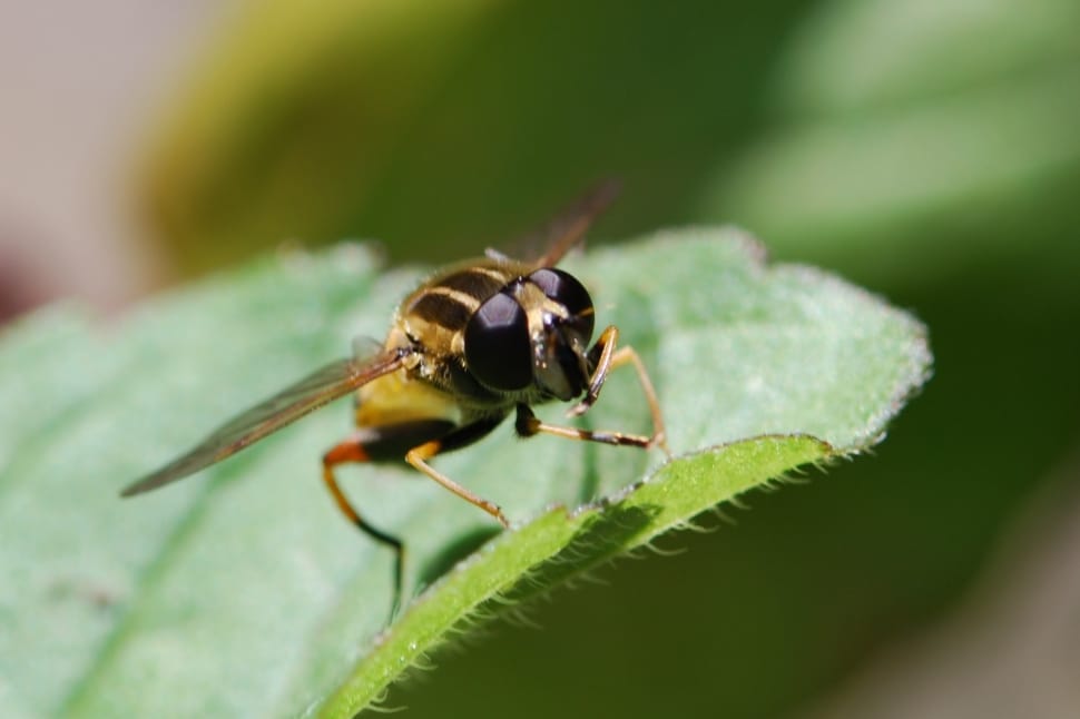 hover fly preview