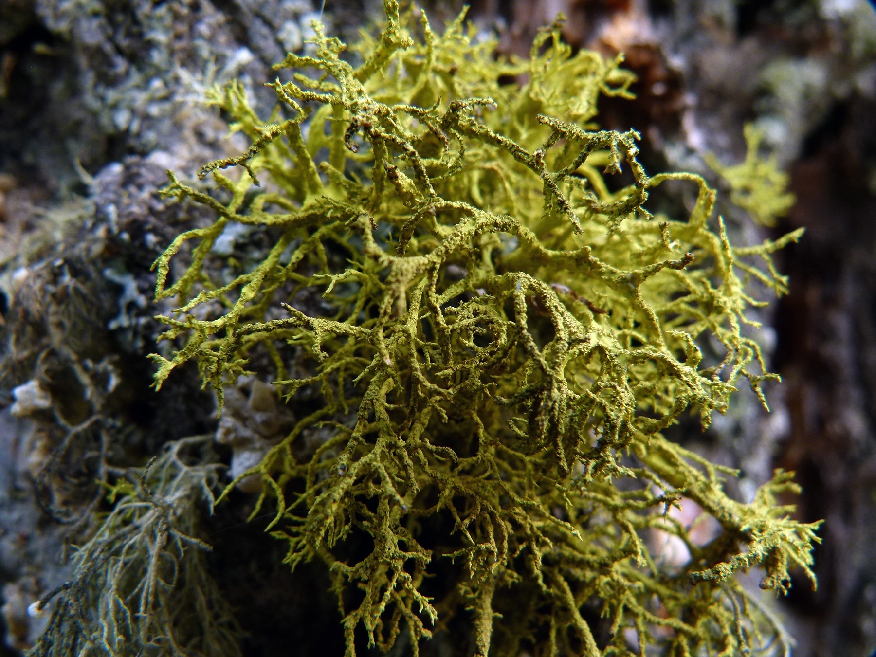 green  moss