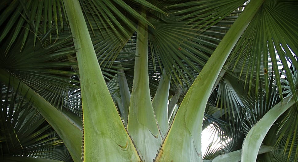 green fan palm tree preview