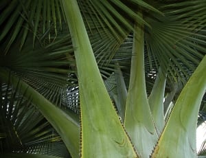 green fan palm tree thumbnail