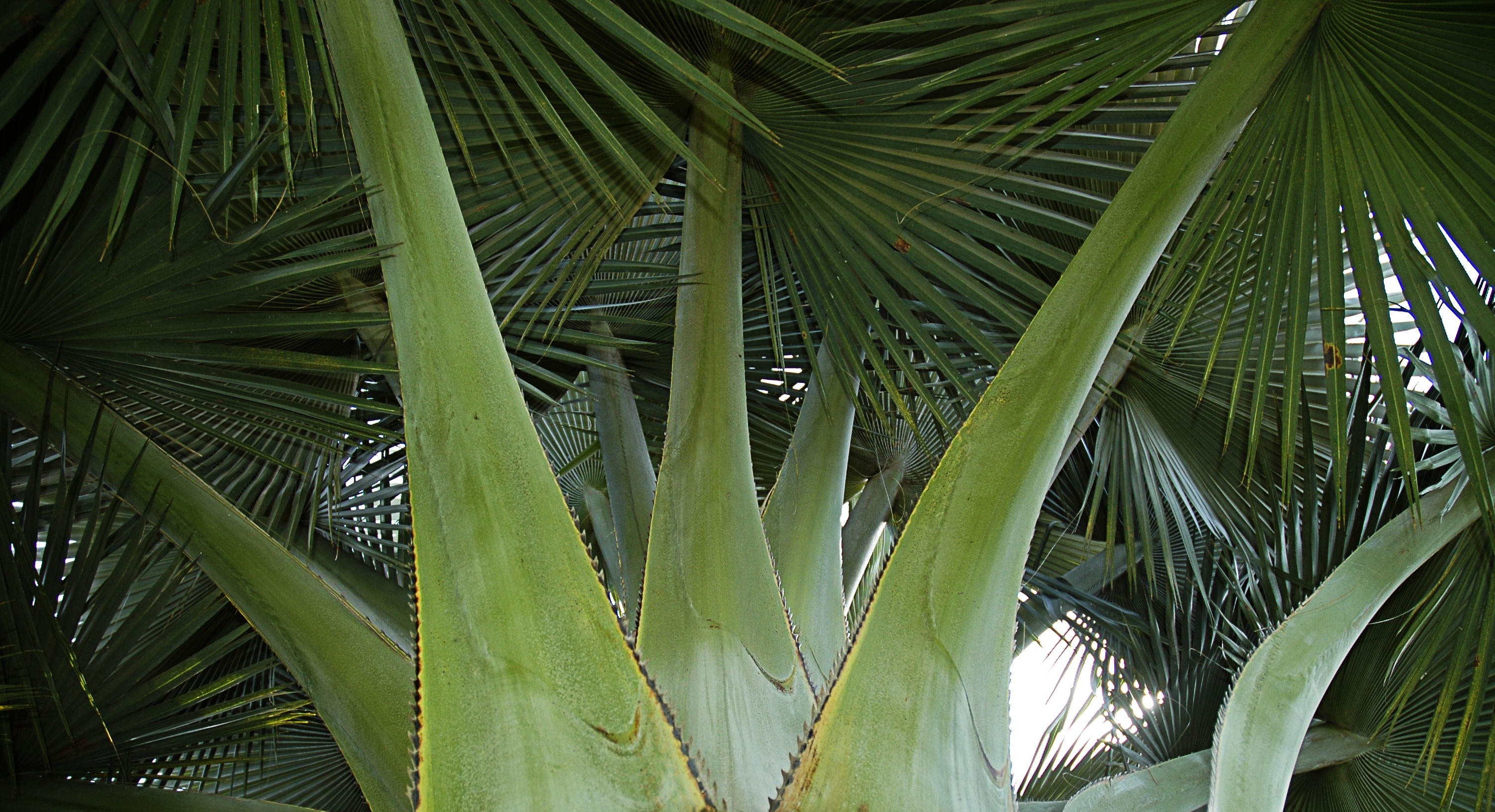 green fan palm tree