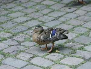 gray and blue duck thumbnail