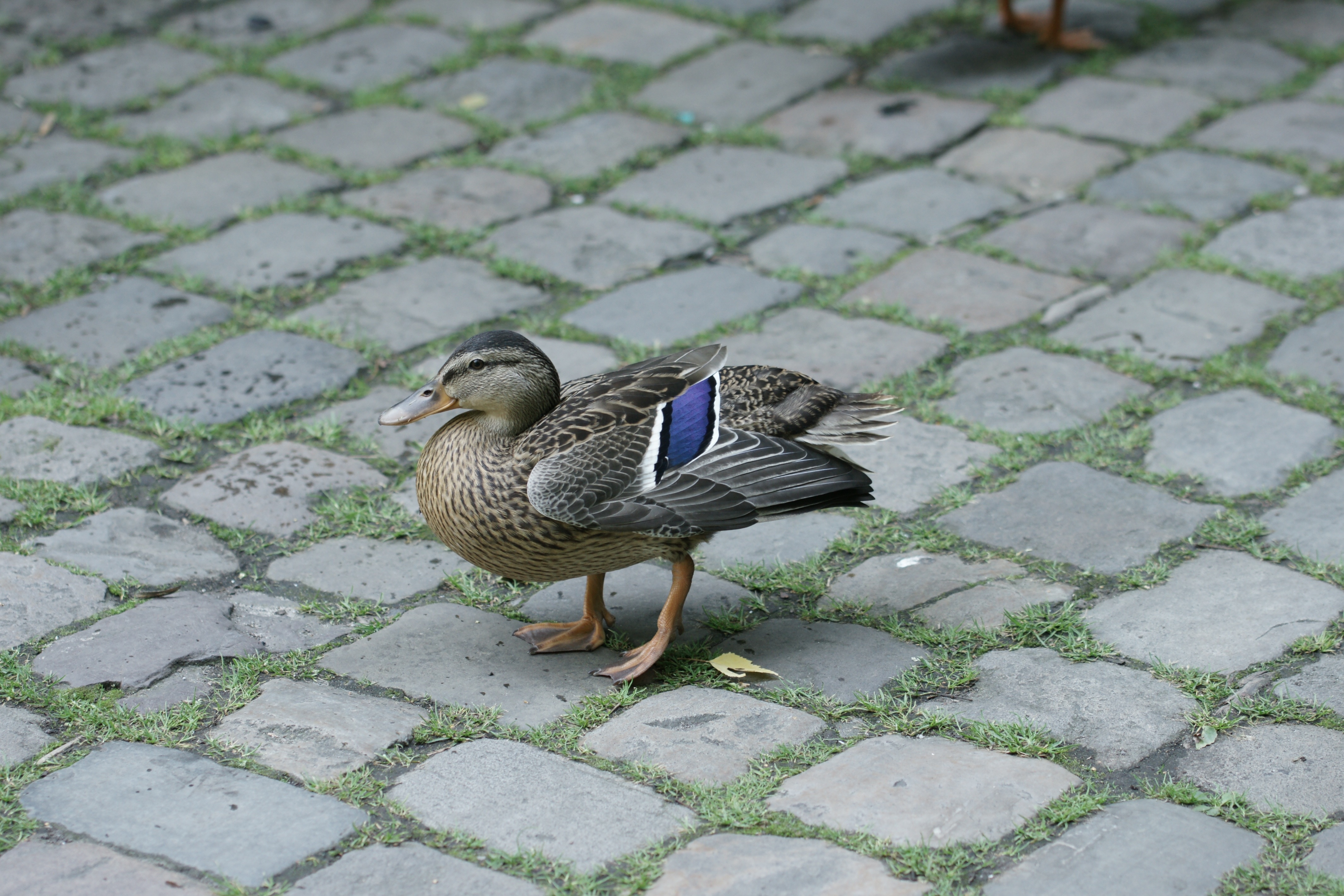 gray and blue duck