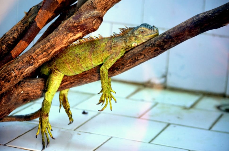 green iguana preview