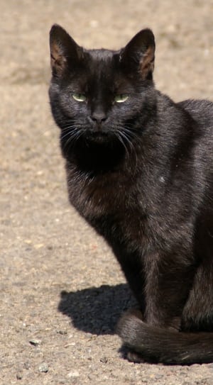 photo of black cat thumbnail