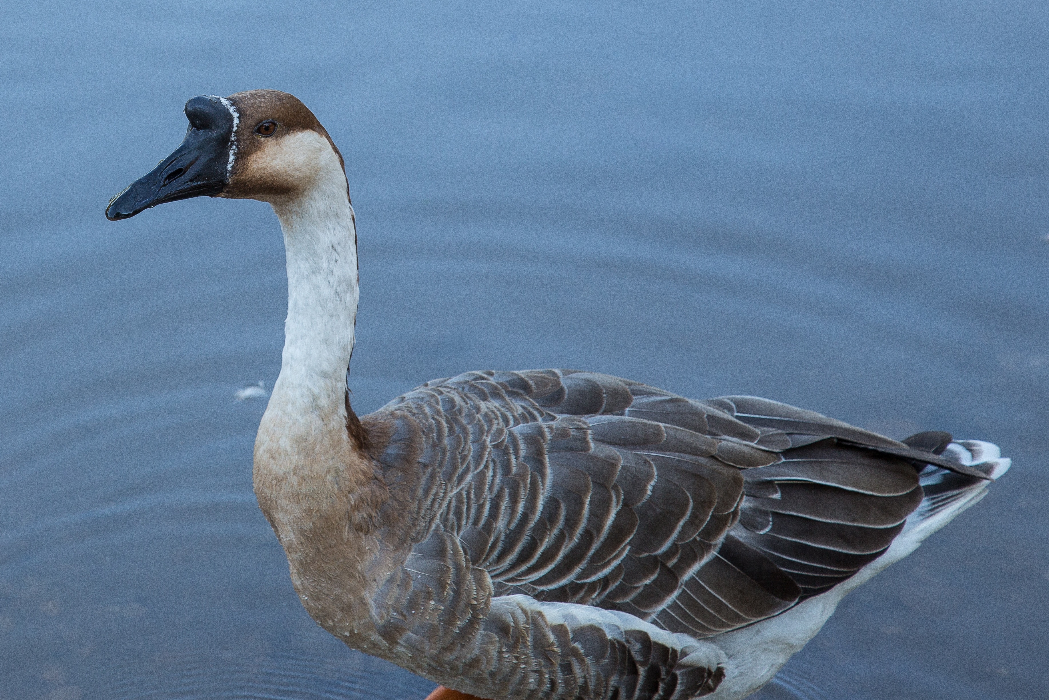 brown and white goose