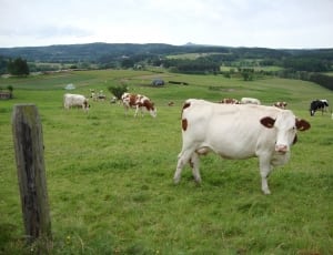 herd white and tan cow thumbnail