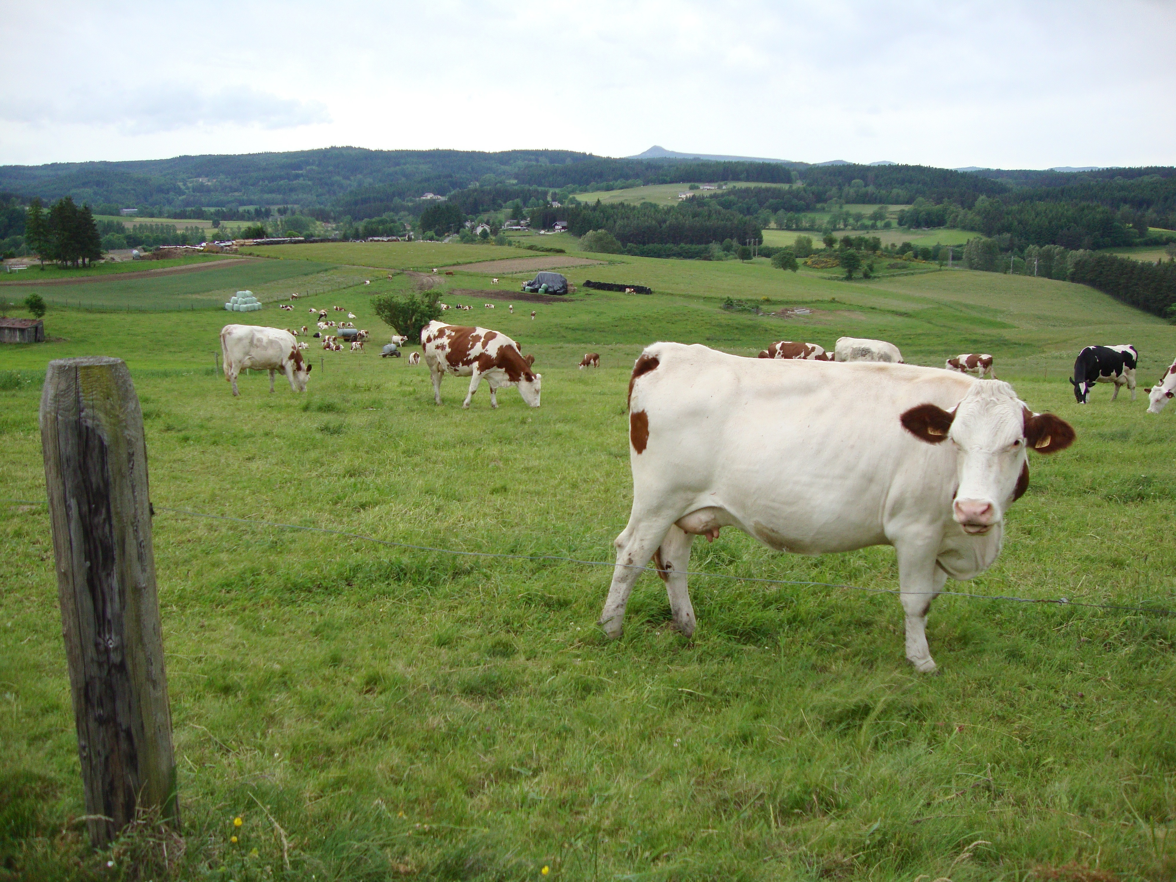 herd white and tan cow