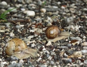 two crawling snails thumbnail