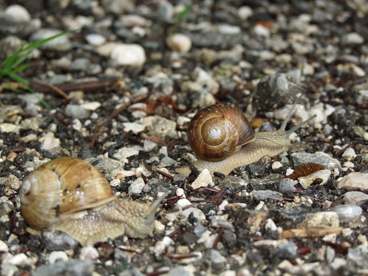 two crawling snails