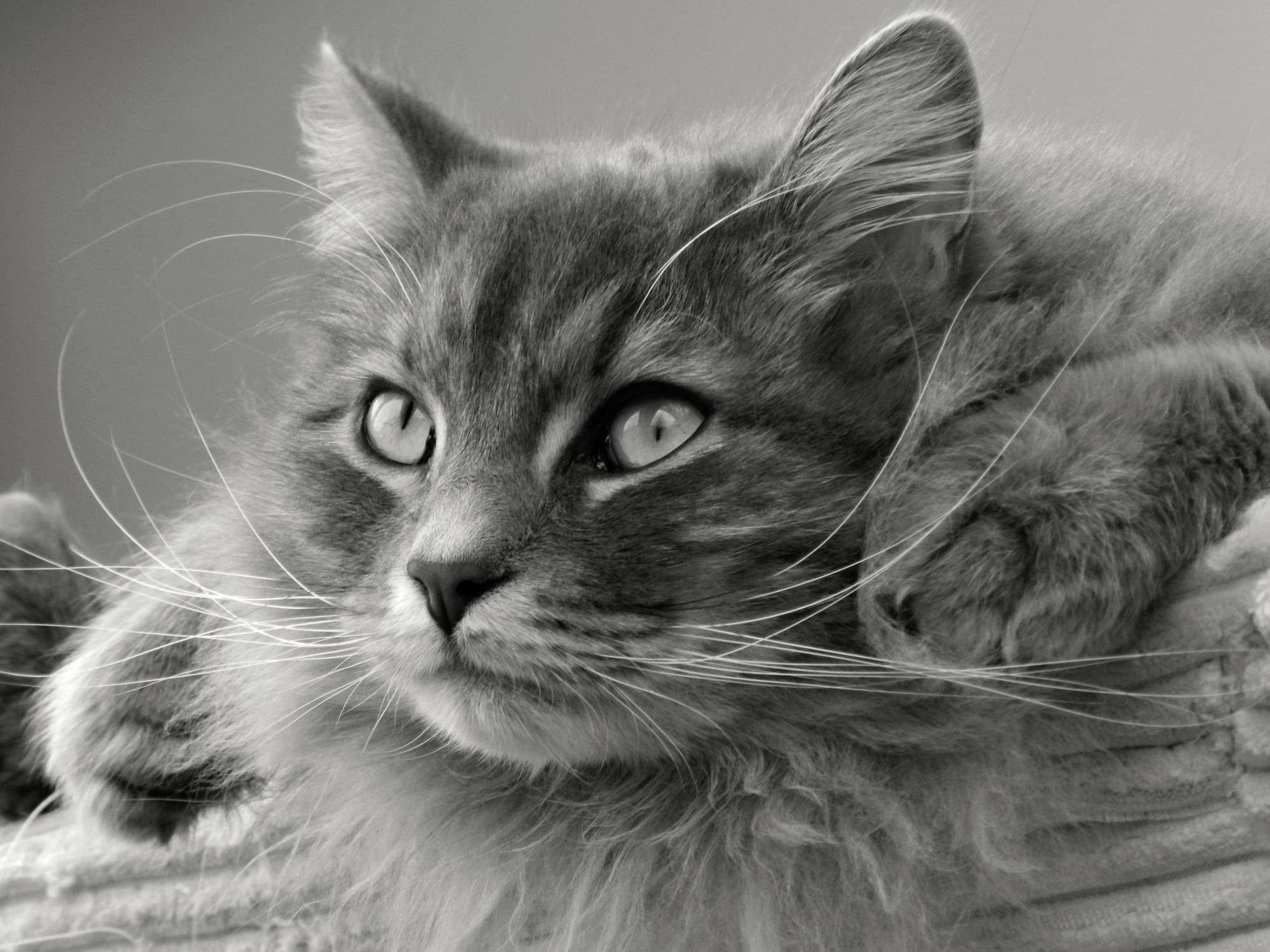 grey short fur cat