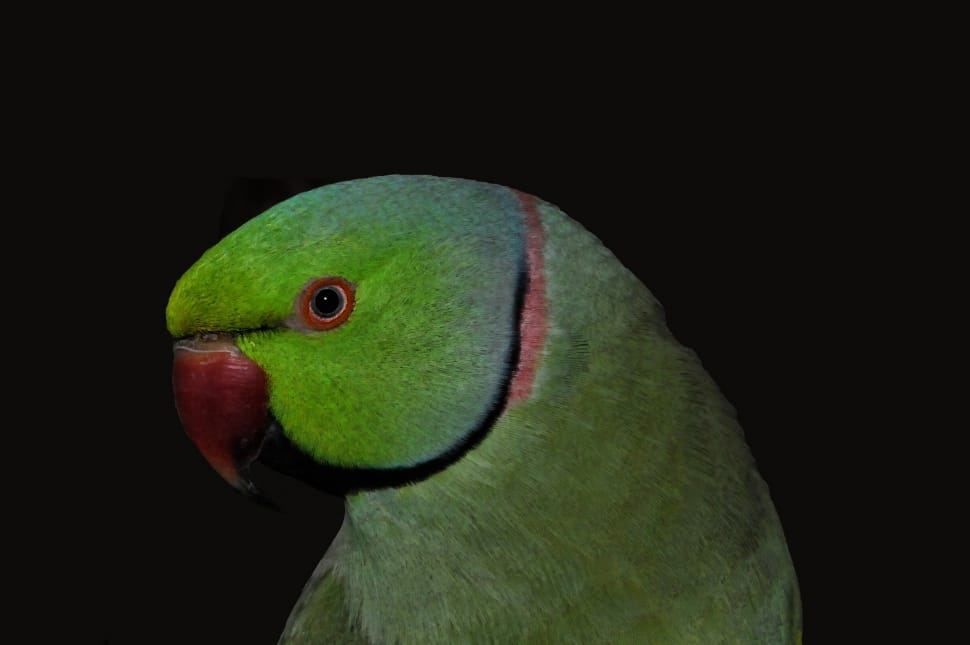 selective photography of green bird preview