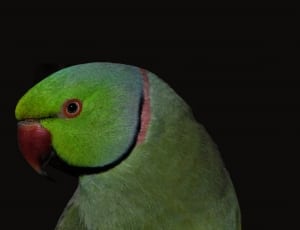 selective photography of green bird thumbnail