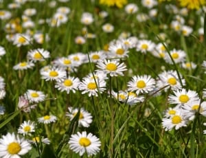 daisy flower fields thumbnail