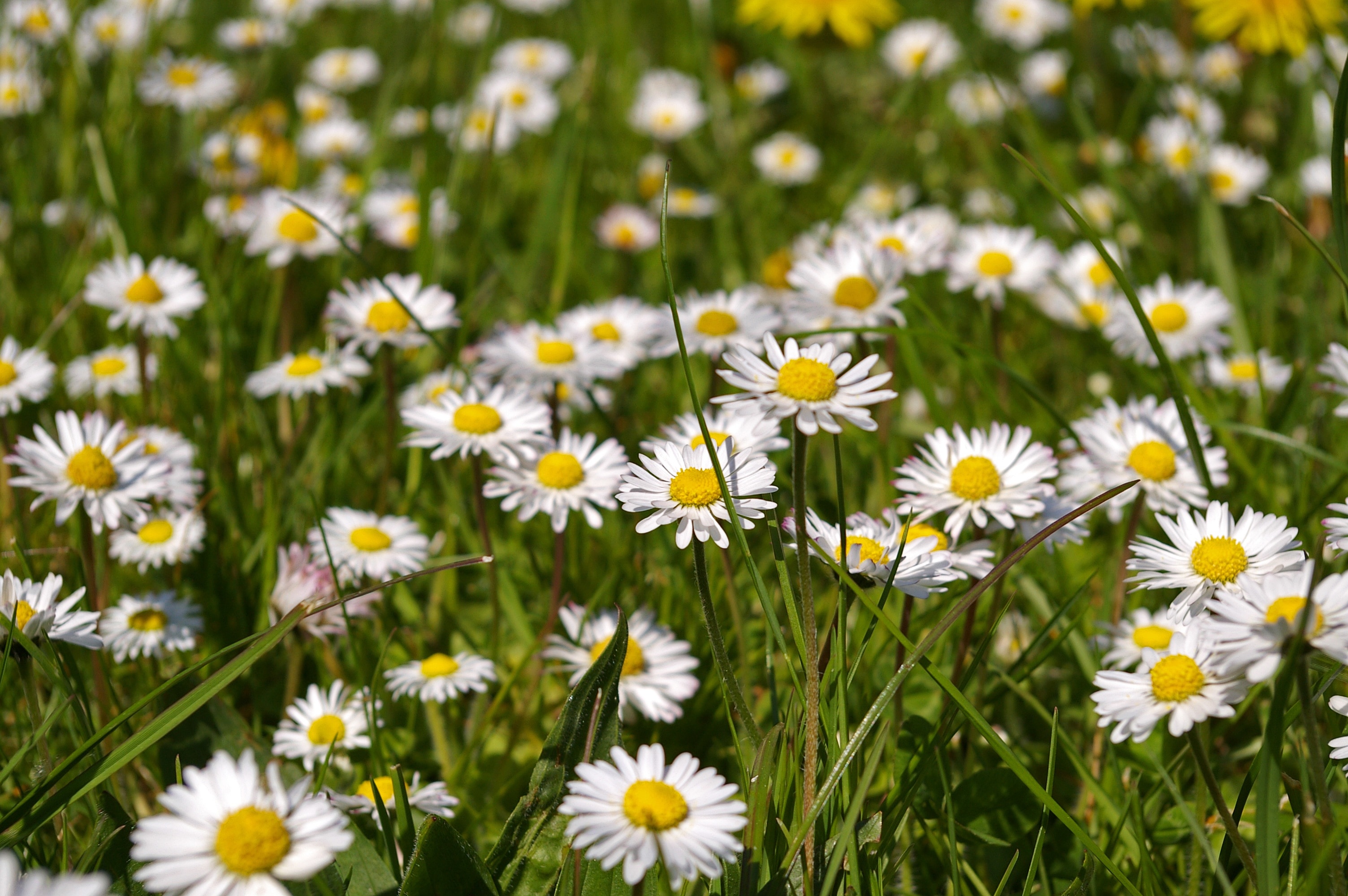 daisy flower fields