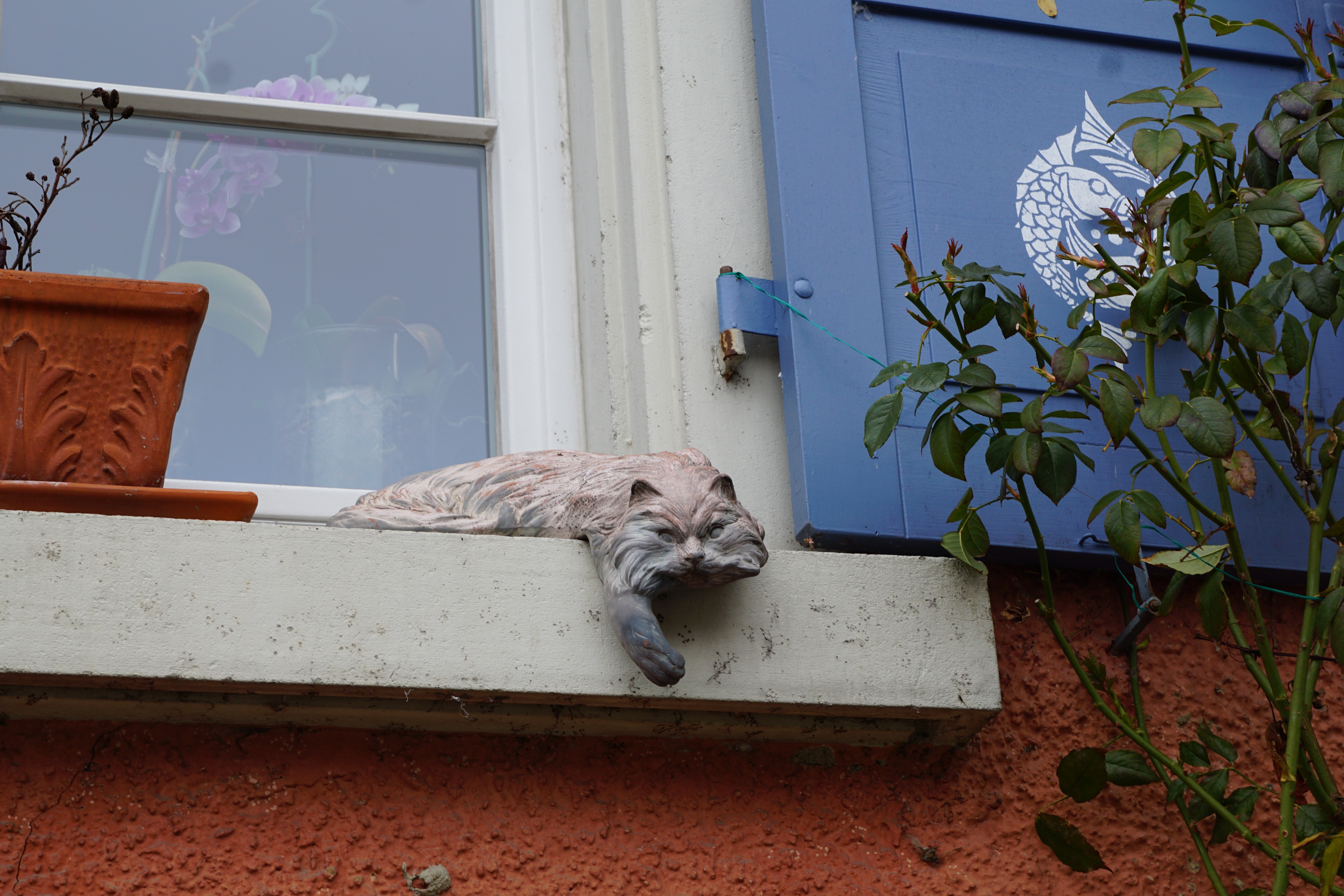 Кот на карнизе. Кот на окне. Кошка на карнизе. Карниз за окном. Кошки на окошке.