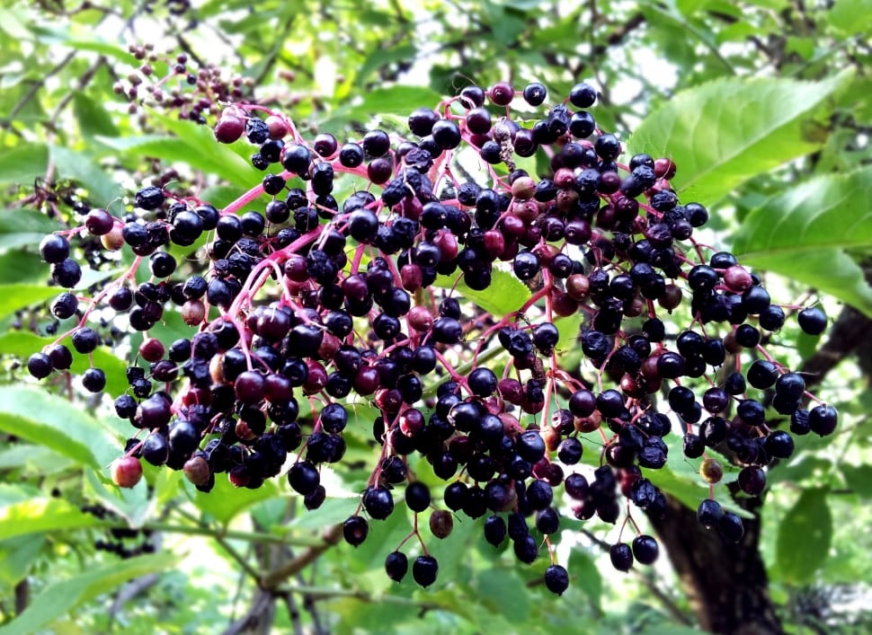 blackberries preview