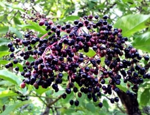 blackberries thumbnail