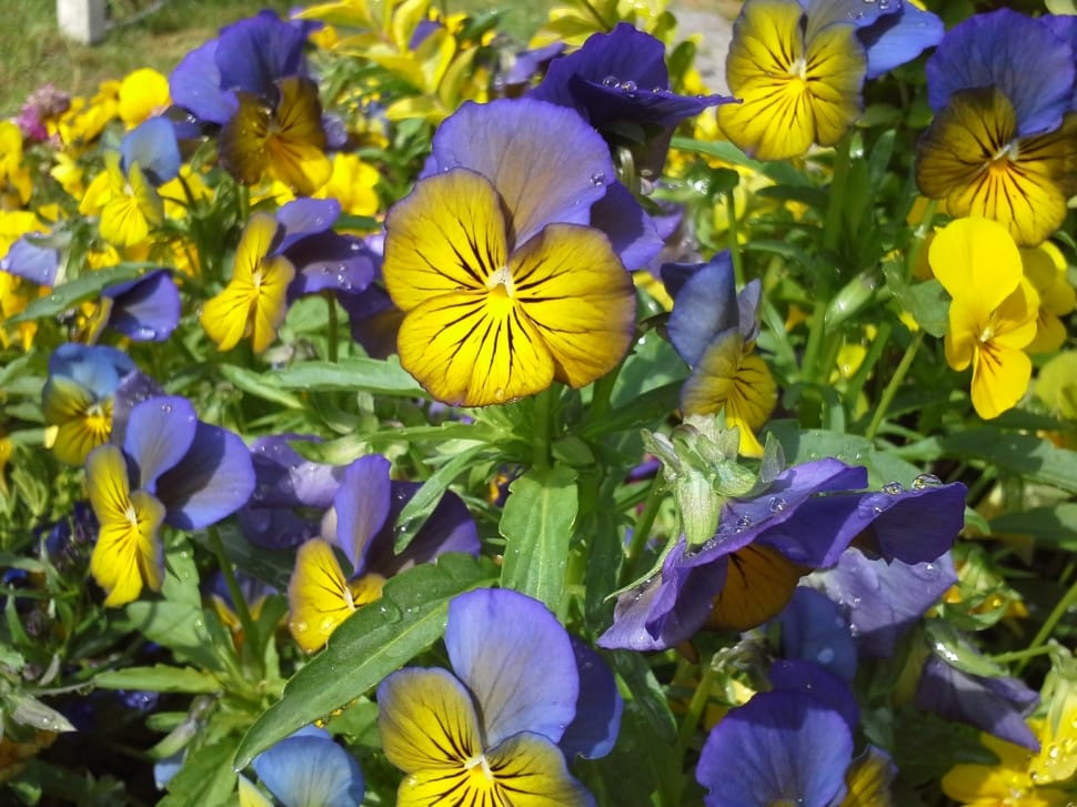 purple and yellow flowers preview