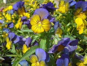 purple and yellow flowers thumbnail